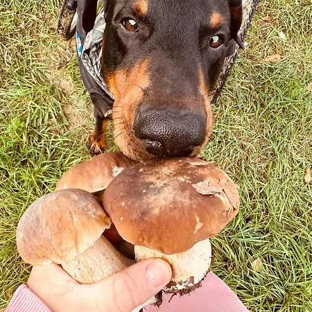 Aresowa Wioska Дом отдыха *