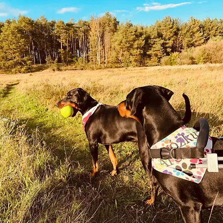 Aresowa Wioska Jablonka Stara