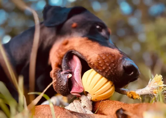 Aresowa Wioska Tatil Evi Jablonka Stara