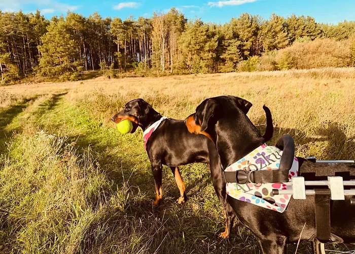 Aresowa Wioska Jablonka Stara